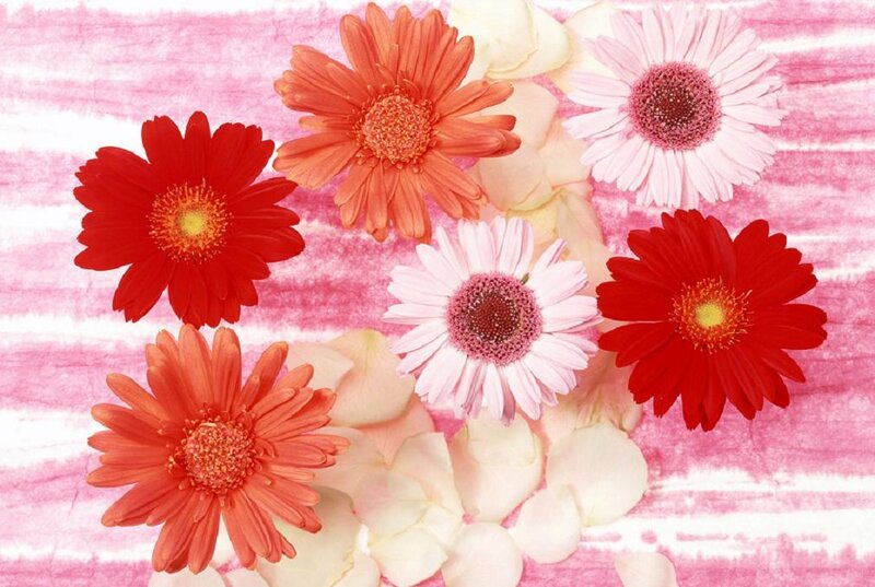 Gerbera Daisies and Petals