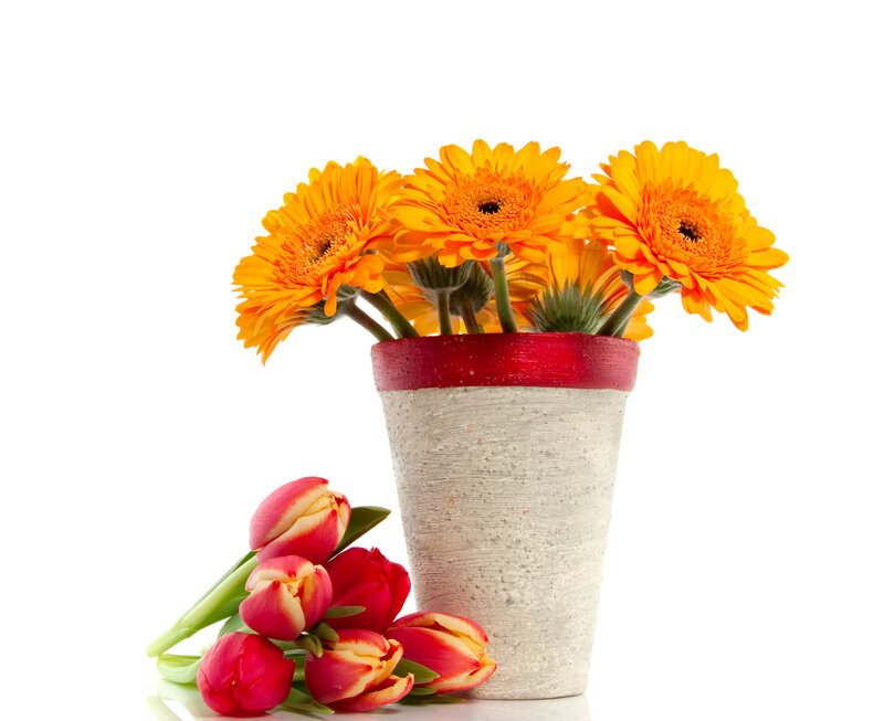Gerbera Daisies and Tulips