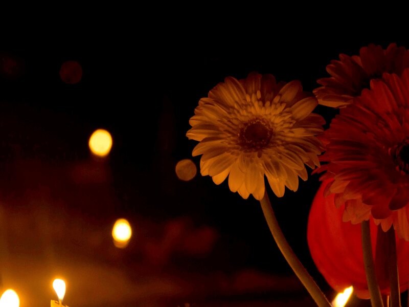 Gerbera Daisies at Night