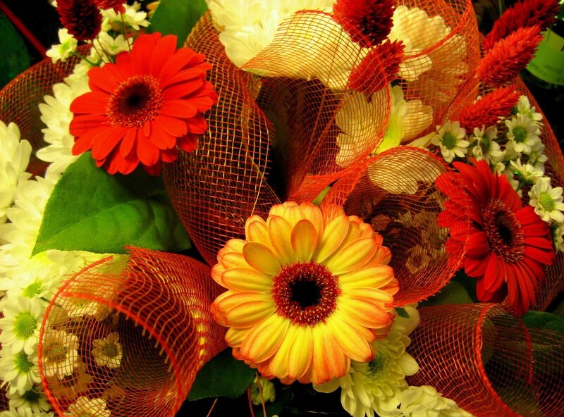 Gerbera Daisies Bouquet — Red, Vibrant