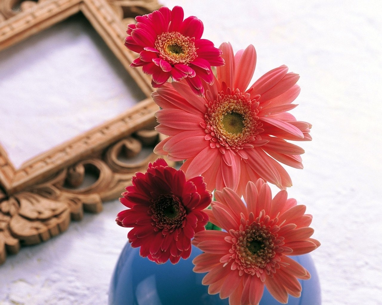 Gerbera daisies in a blue vase