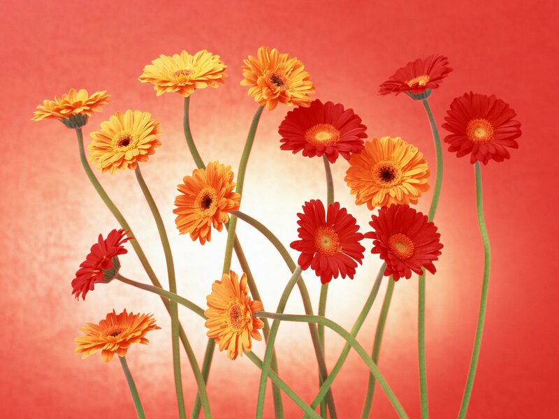 Gerbera Daisies in a Bouquet