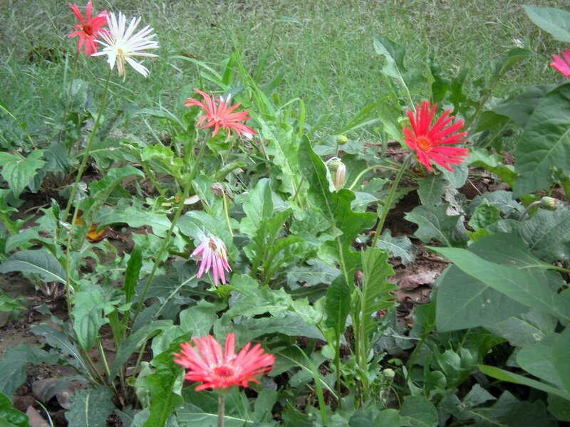 Gerbera daisies in a garden