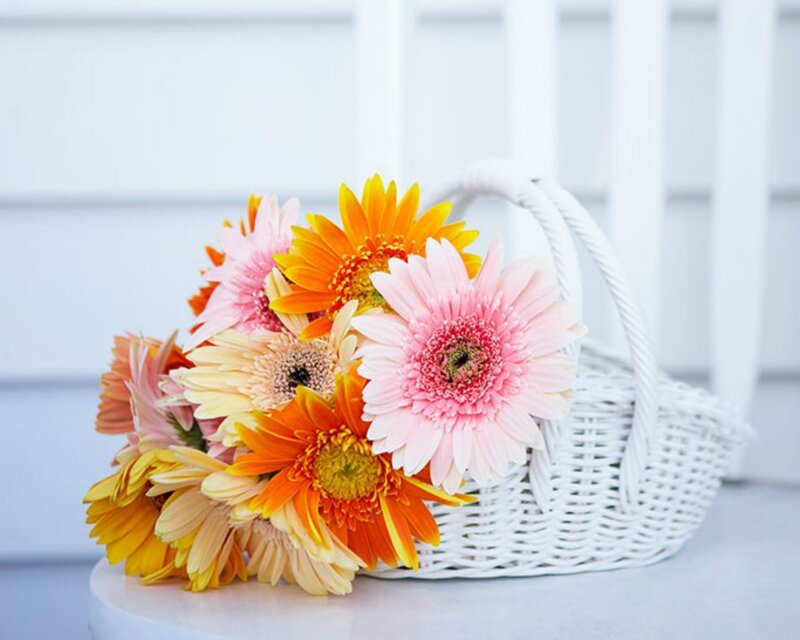 Gerbera Daisies in Basket