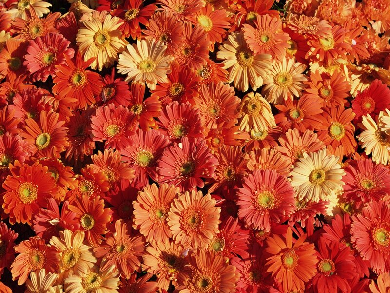 Gerbera Daisies in Bloom — Orange