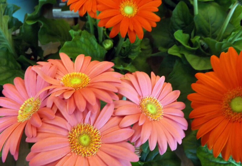 Gerbera Daisies in Bloom
