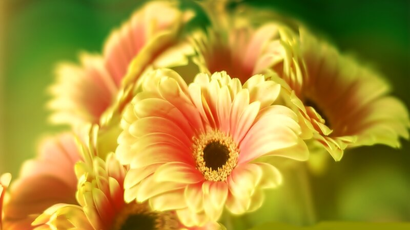 Gerbera Daisies in Bloom — Yellow