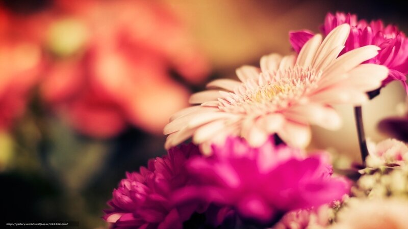Gerbera Daisies in Bouquet — Pink