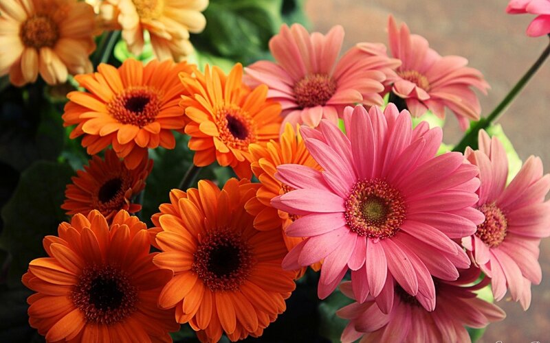 Gerbera Daisies in Bouquet