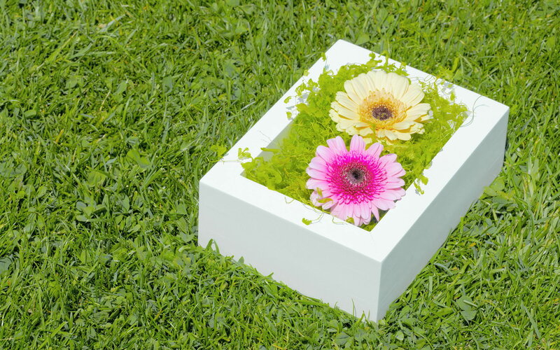 Gerbera Daisies in Box