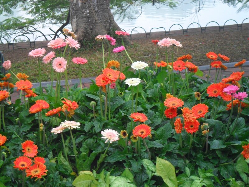 Gerbera Daisies in Garden — Green