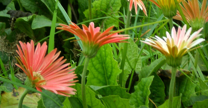 Gerbera Daisies in Garden