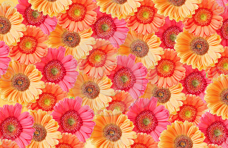 Gerbera Daisies in Pattern