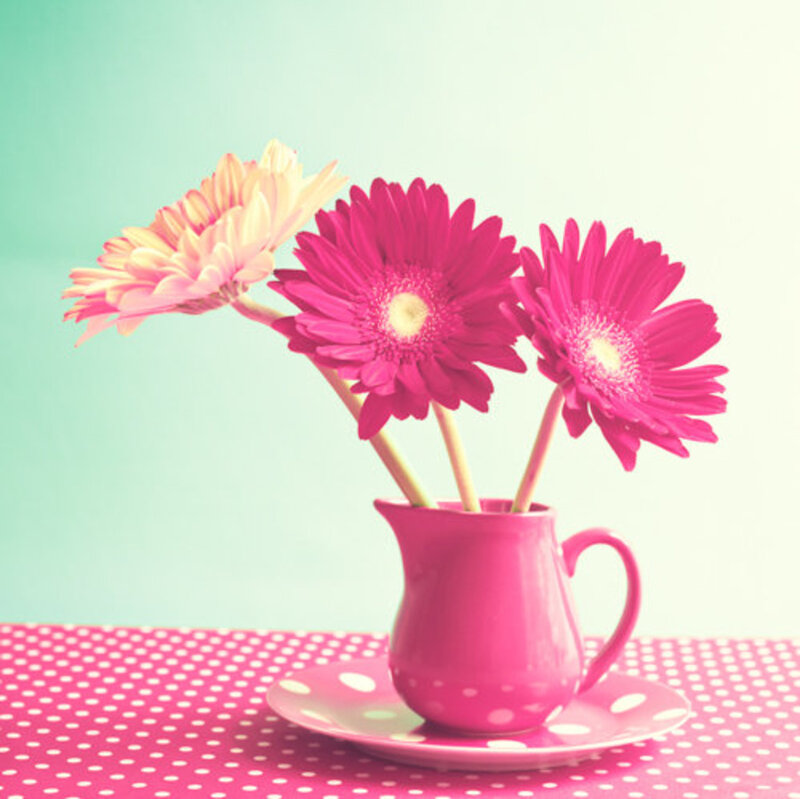 Gerbera Daisies in Pitcher