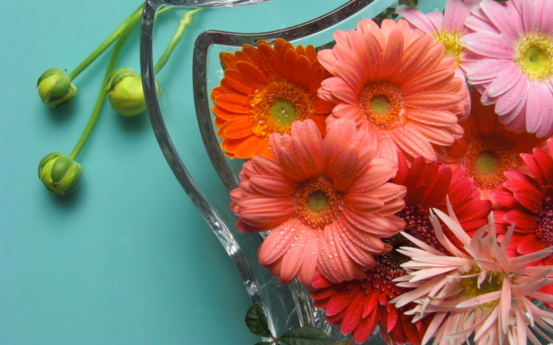 Gerbera Daisies in Vase — Pink, Calm, Photograph, Flower Buds