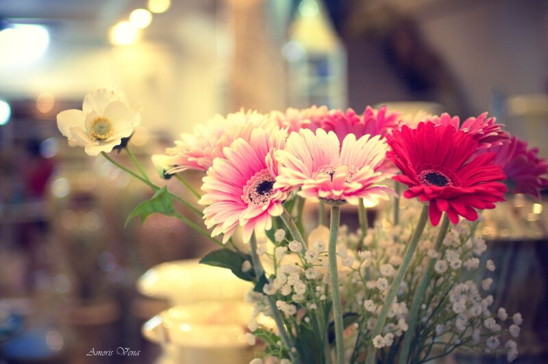 Gerbera Daisies in Vase — Pink, Calm, Photograph, White Flower