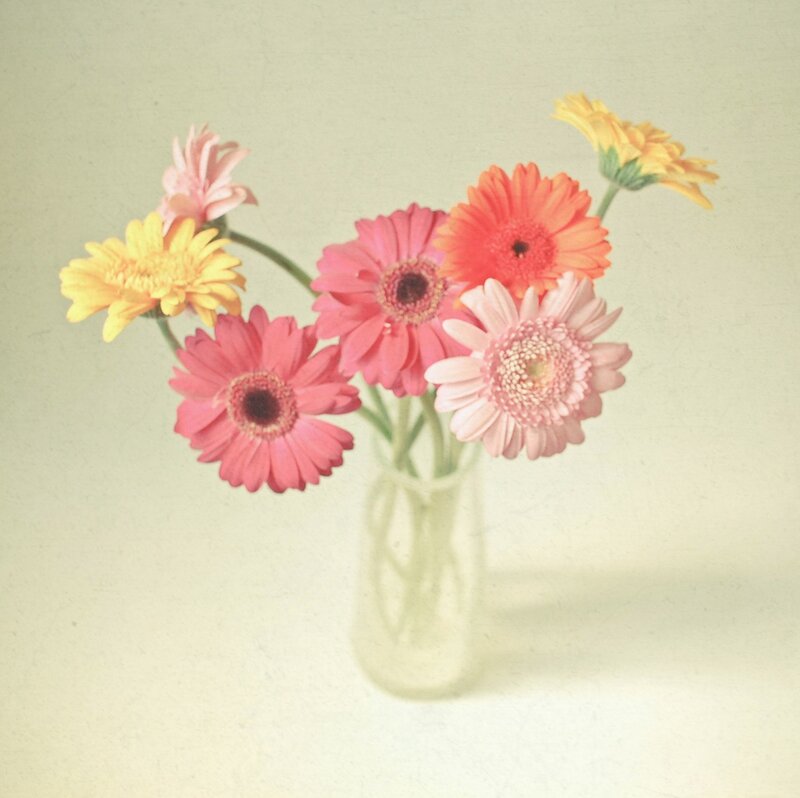Gerbera Daisies in Vase — Pink, Calm
