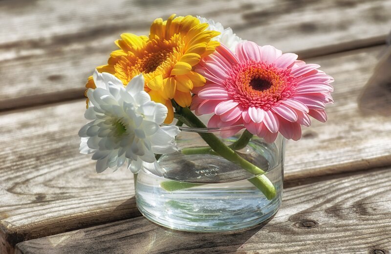 Gerbera Daisies in Vase — Pink, Serene