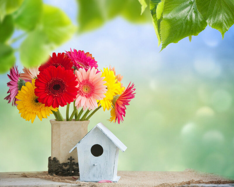 Gerbera Daisies in Vase — Red, Serene