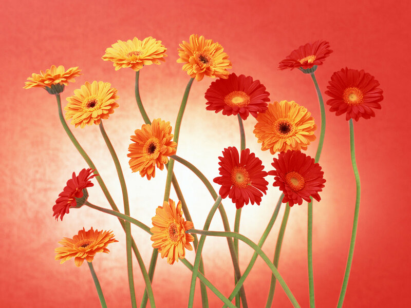Gerbera Daisies in Vase — Red