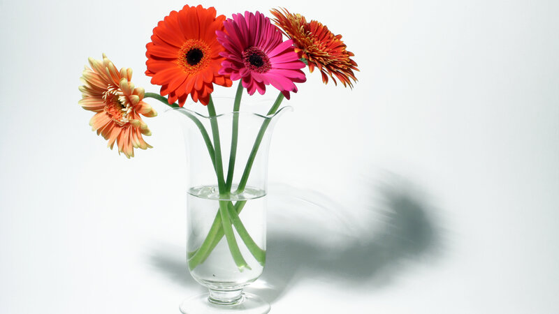 Gerbera Daisies in Vase — White, Calm