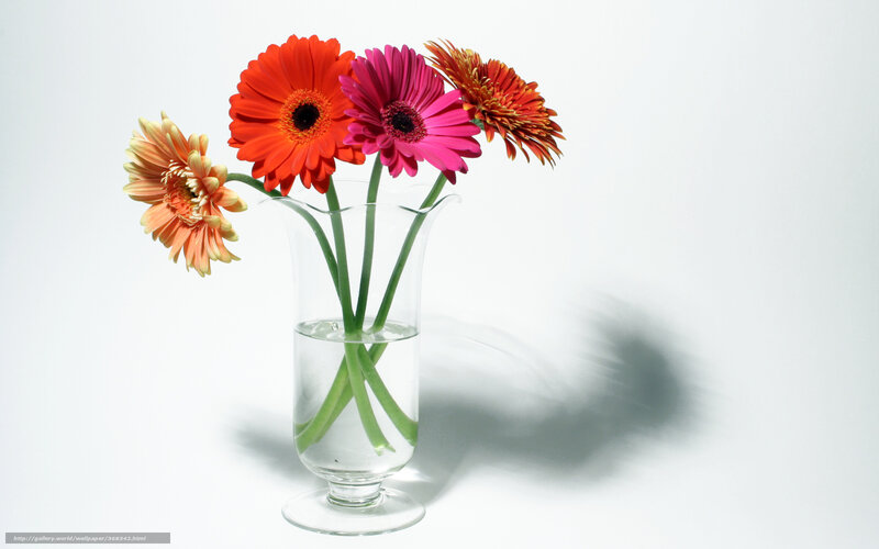 Gerbera Daisies in Vase — White, Serene, Photograph