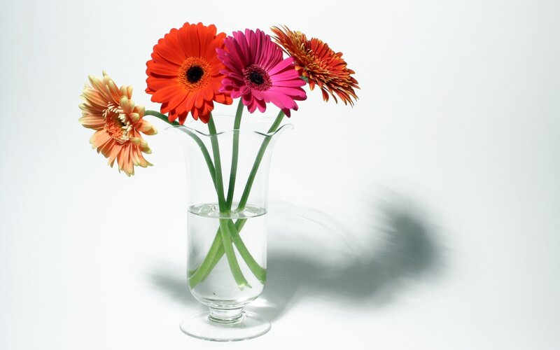 Gerbera Daisies in Vase — White, Serene