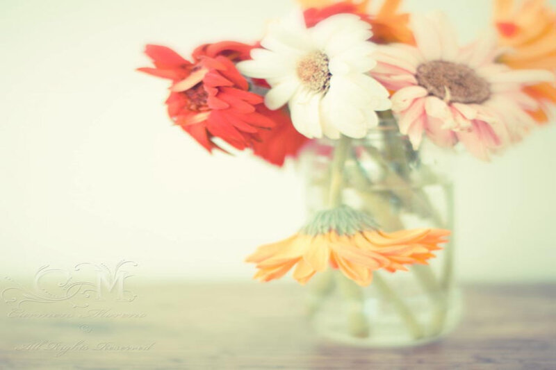 Gerbera Daisies in Vase — White