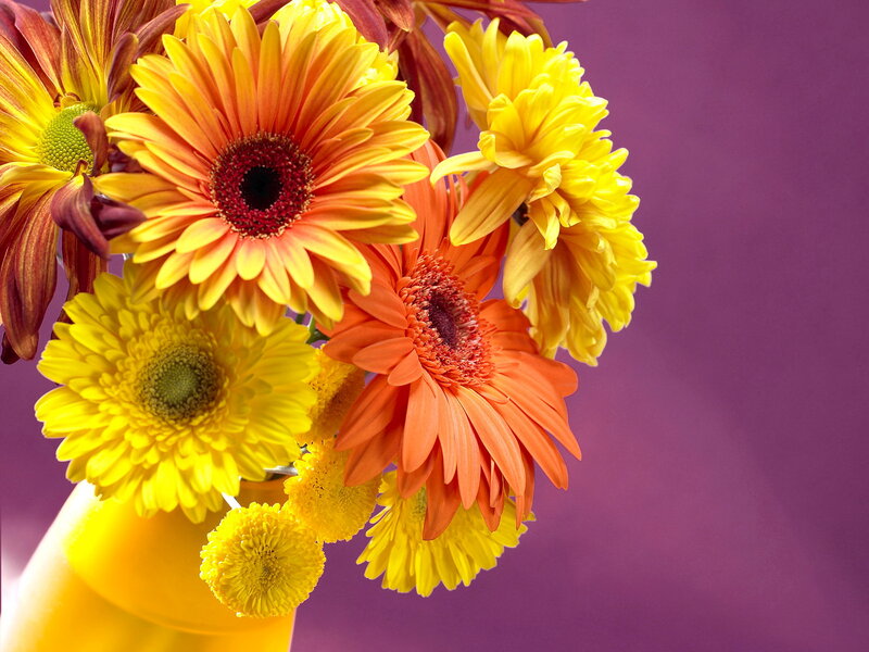 Gerbera Daisies in Vase — Yellow, Bright