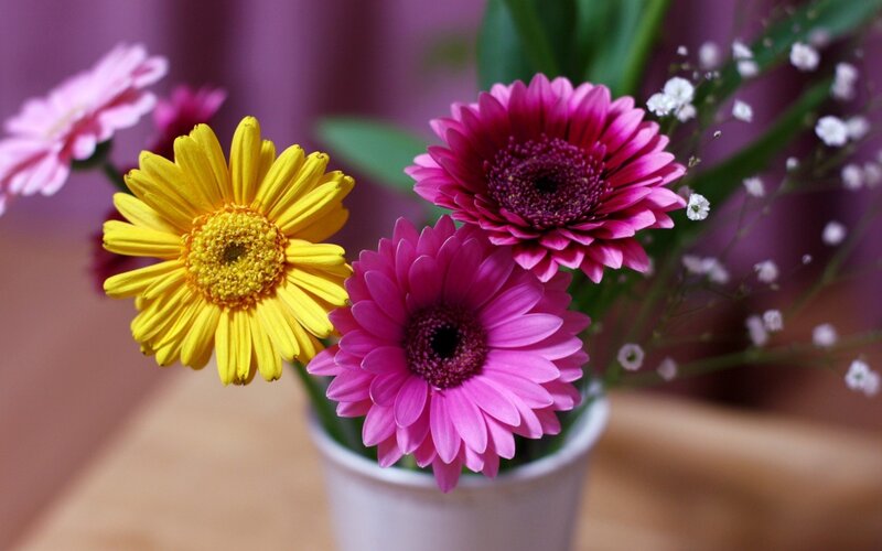 Gerbera Daisies in Vase — Yellow, Calm, Photograph, Flowers