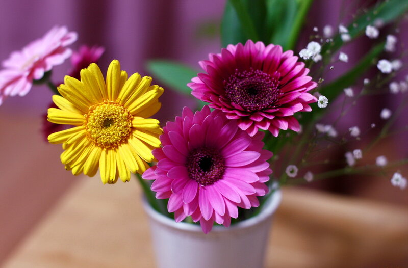 Gerbera Daisies in Vase — Yellow, Calm