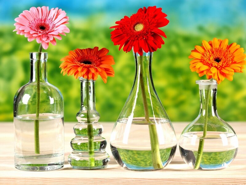 Gerbera Daisies in Vases — Green, Calm, Afternoon