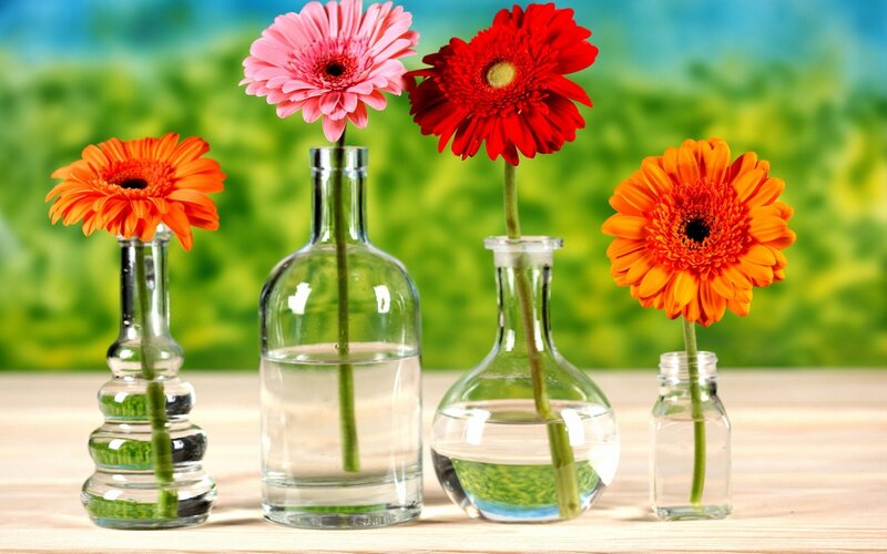 Gerbera Daisies in Vases — Green, Calm
