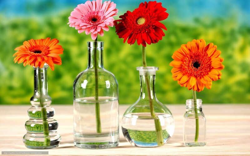 Gerbera Daisies in Vases — Green, Serene, Afternoon, Photograph