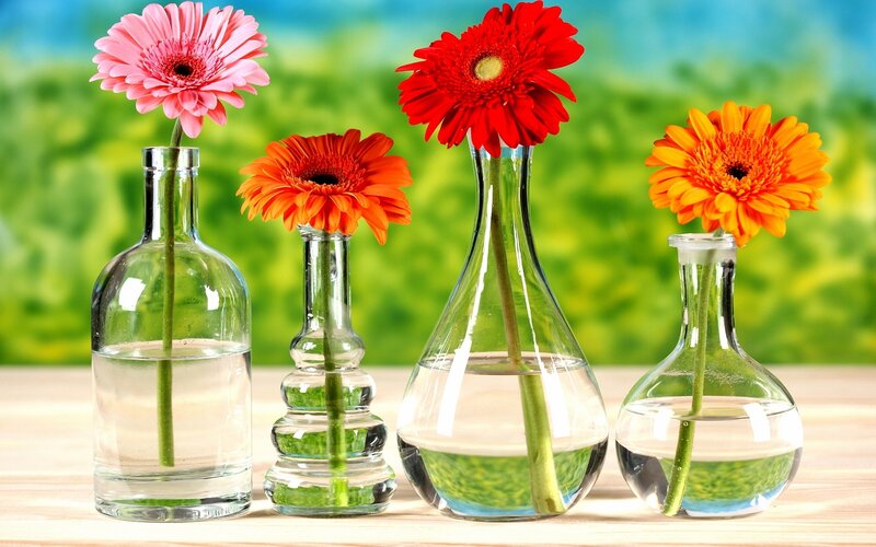 Gerbera Daisies in Vases — Green, Serene