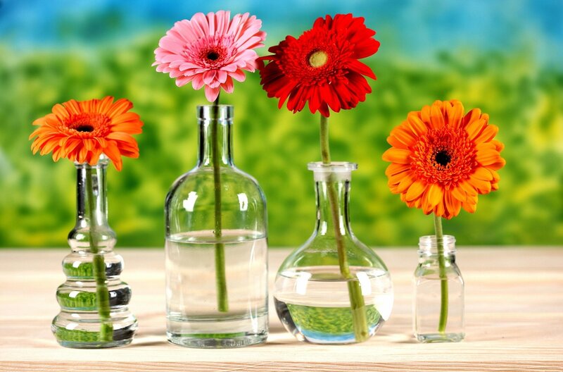 Gerbera Daisies in Vases — Pink, Calm
