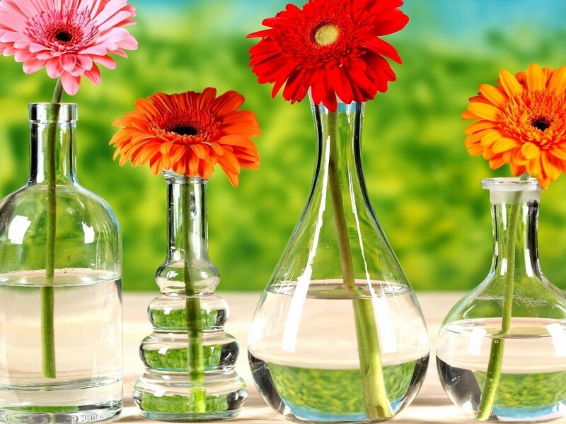 Gerbera Daisies in Vases — Red, Bright