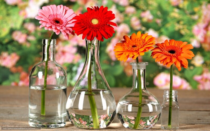 Gerbera Daisies in Vases — Red, Calm, Spring, Photograph