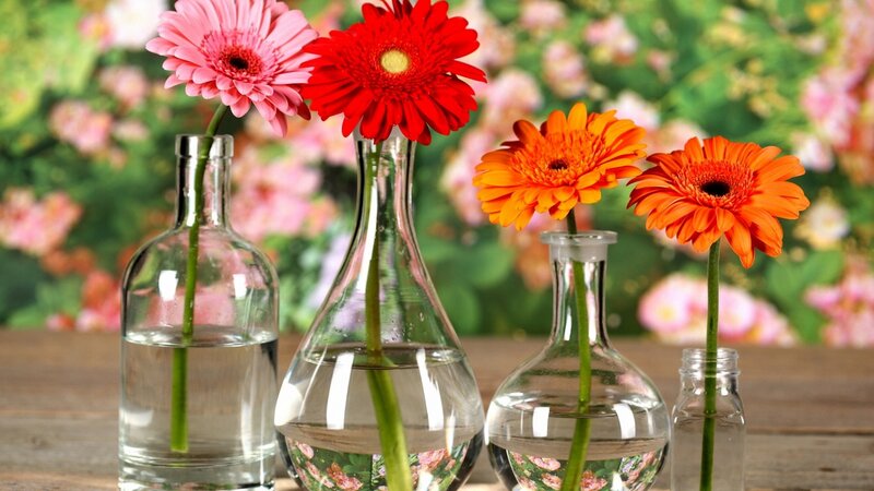 Gerbera Daisies in Vases — Red, Calm, Spring
