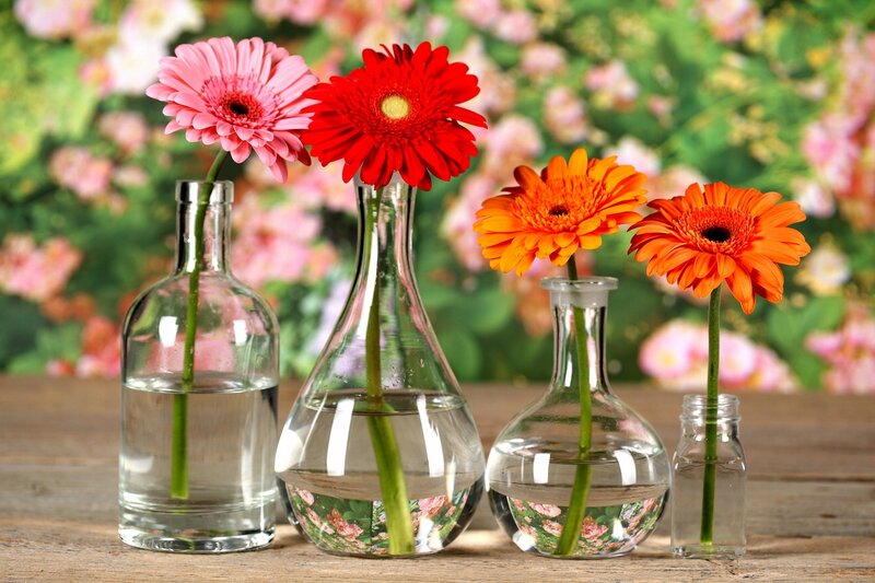 Gerbera Daisies in Vases — Red, Calm