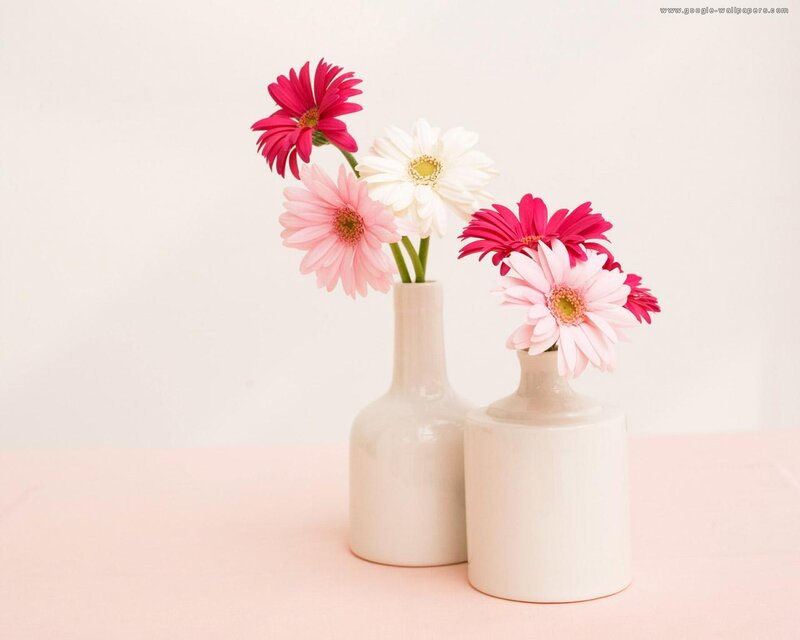 Gerbera Daisies in Vases