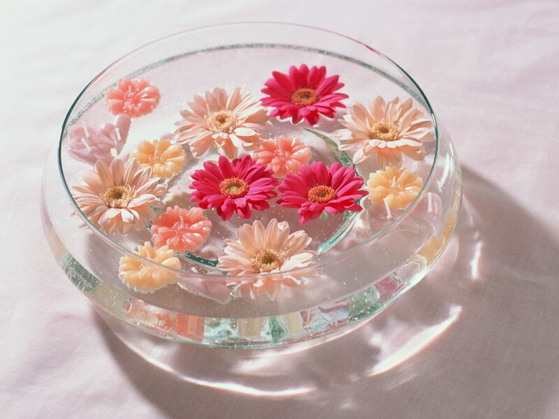Gerbera Daisies in Water — Pink, Serene