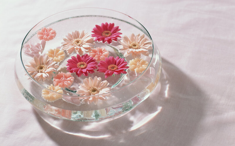 Gerbera Daisies in Water