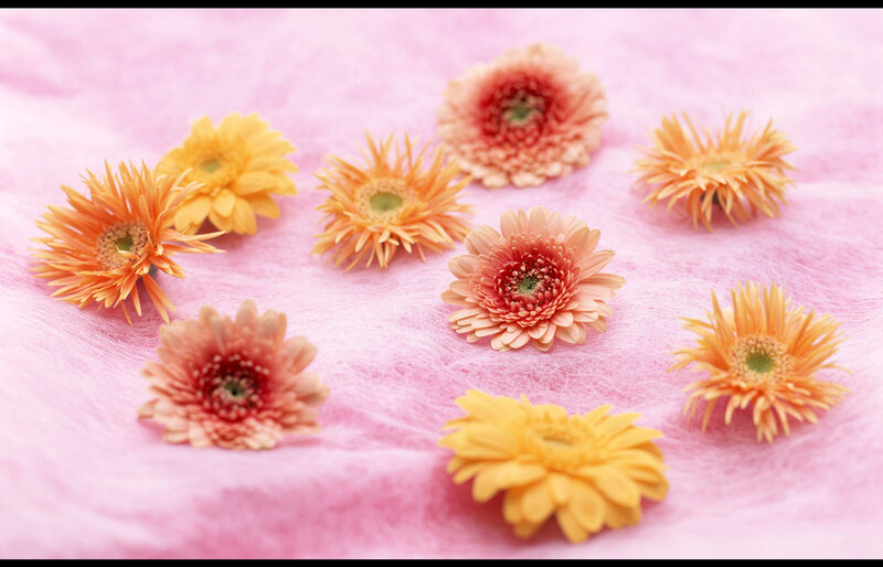 Gerbera Daisies on Fabric