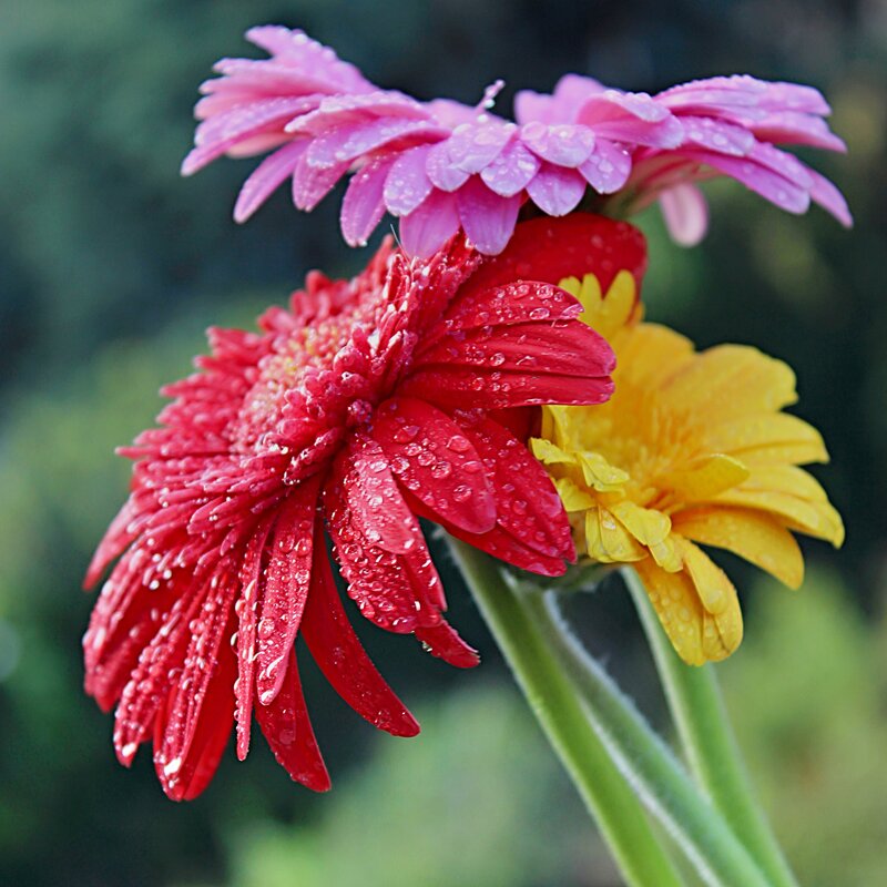 Gerbera Daisies with Dew — Red