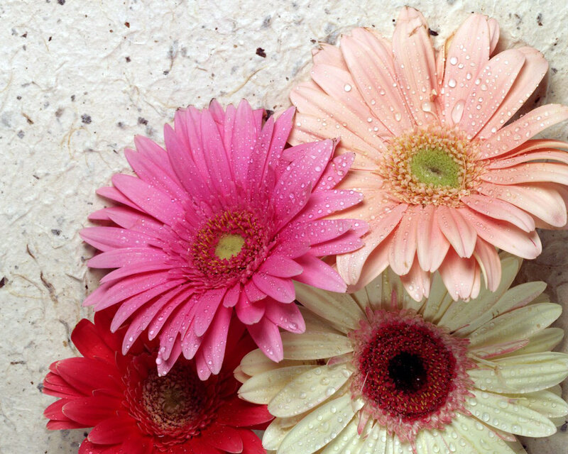 Gerbera Daisies with Dew