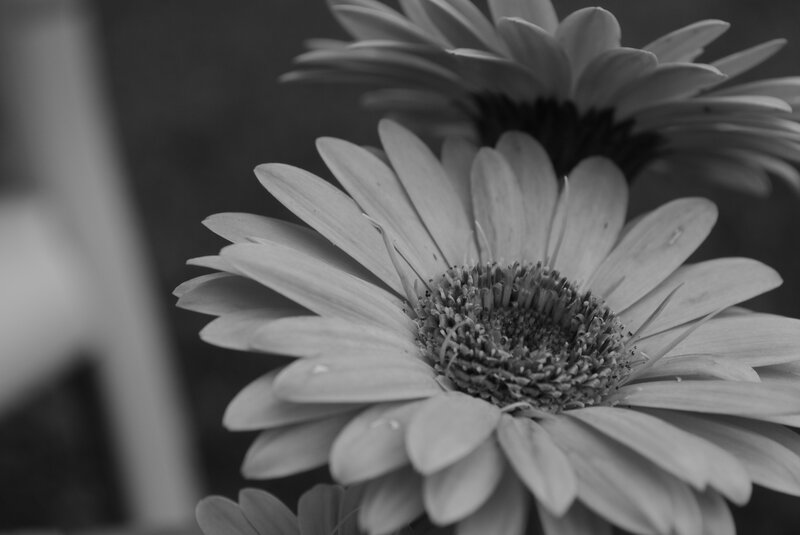 Gerbera Daisy Flower — Black