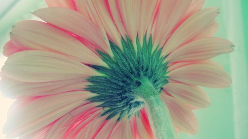 Gerbera Daisy Flower — Pink