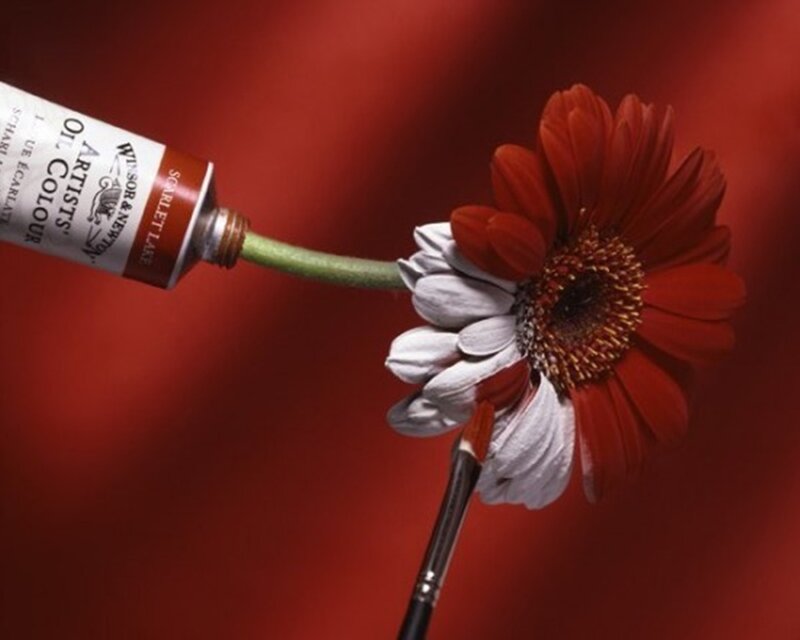Gerbera Daisy Flower — Red