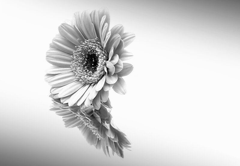 Gerbera Daisy Flower